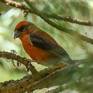 Red Crossbill